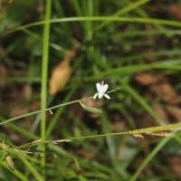 Andrographis alata (Vahl) Nees